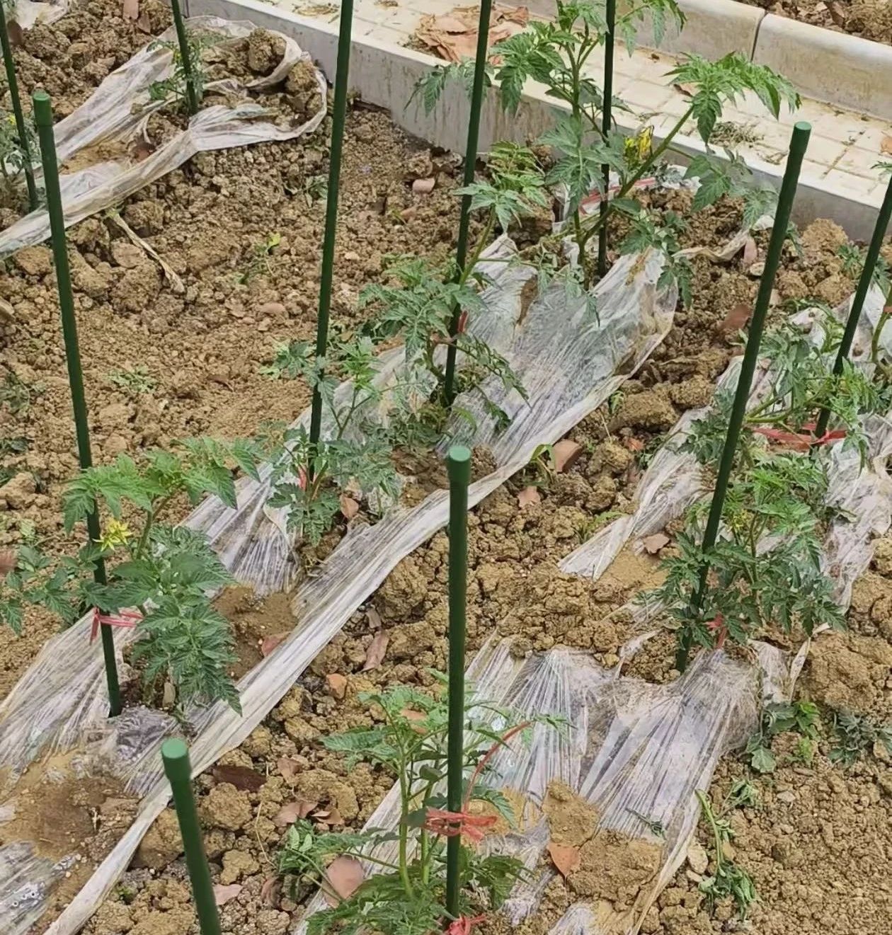 e33211fcdd11286a0e479d670d10b38b.jpg e33211fcdd11286a0e479d670d10b38b.jpg