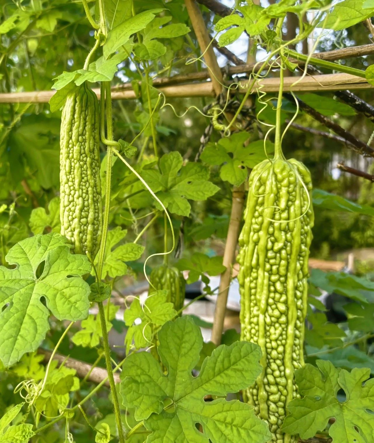 af96f0e103de4e2714c00f2ad40f4493.jpg af96f0e103de4e2714c00f2ad40f4493.jpg