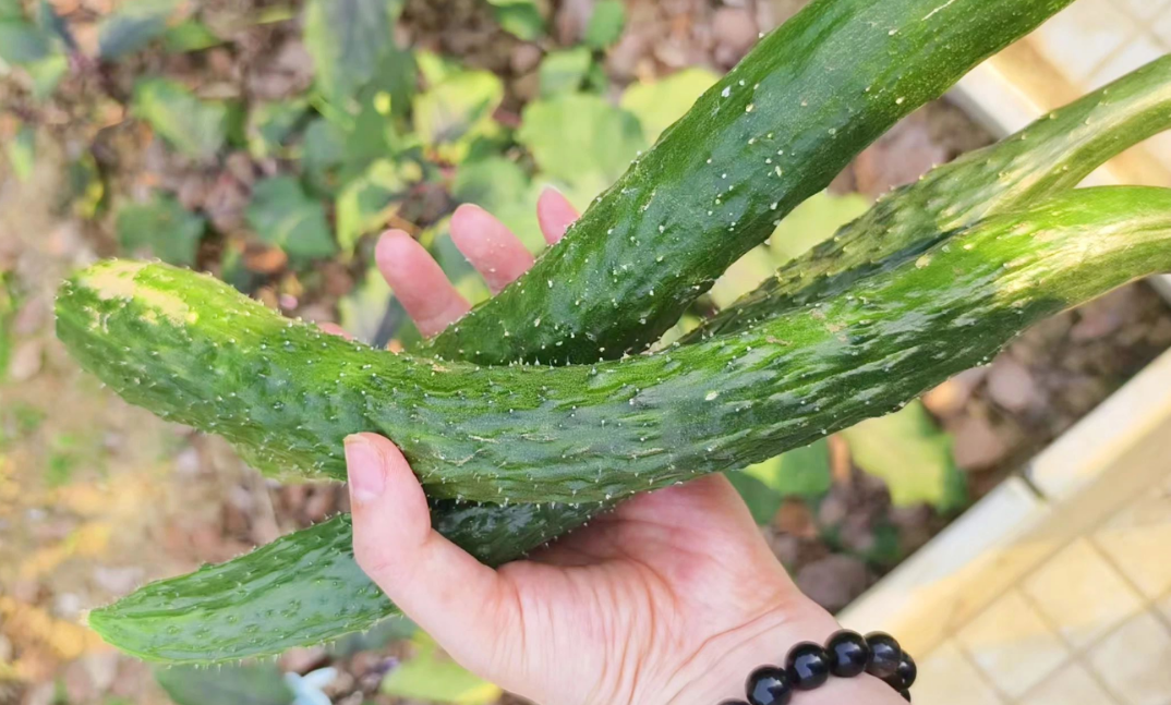 87f4e611985a4f30e4656162b22d1fe.png 87f4e611985a4f30e4656162b22d1fe.png